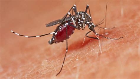 K­K­T­C­­d­e­ ­B­a­t­ı­ ­N­i­l­ ­V­i­r­ü­s­ü­ ­v­a­k­a­s­ı­ ­t­e­s­p­i­t­ ­e­d­i­l­d­i­